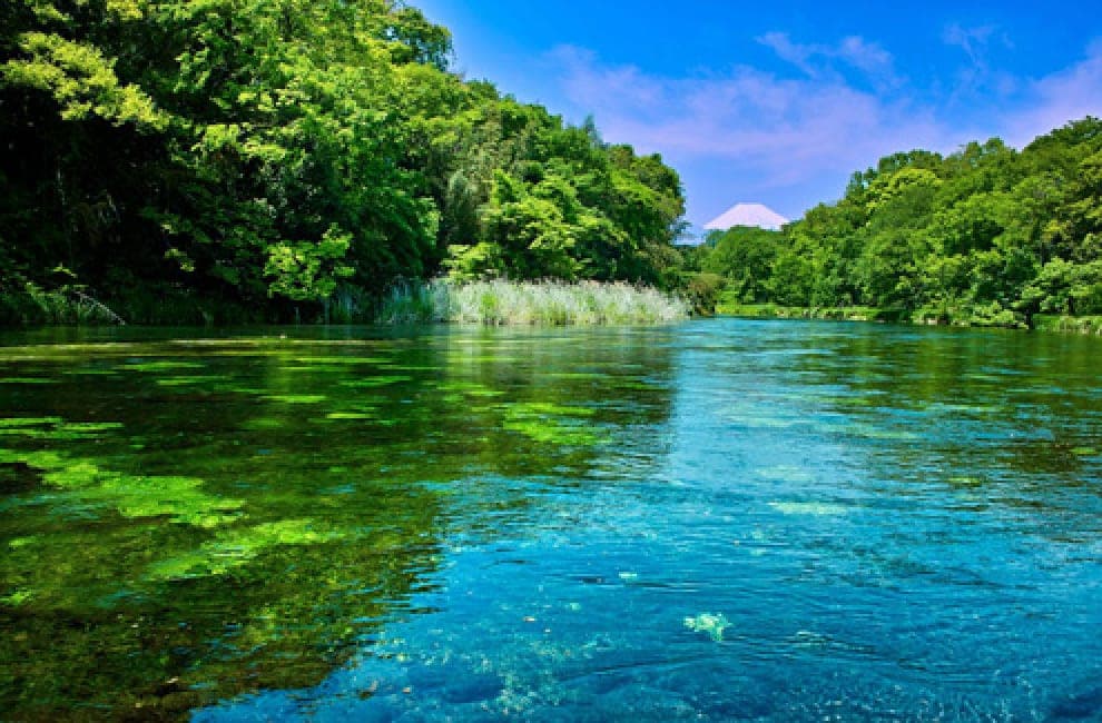 柿田川の湧水